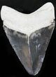 Bone Valley Megalodon Tooth #23448-1